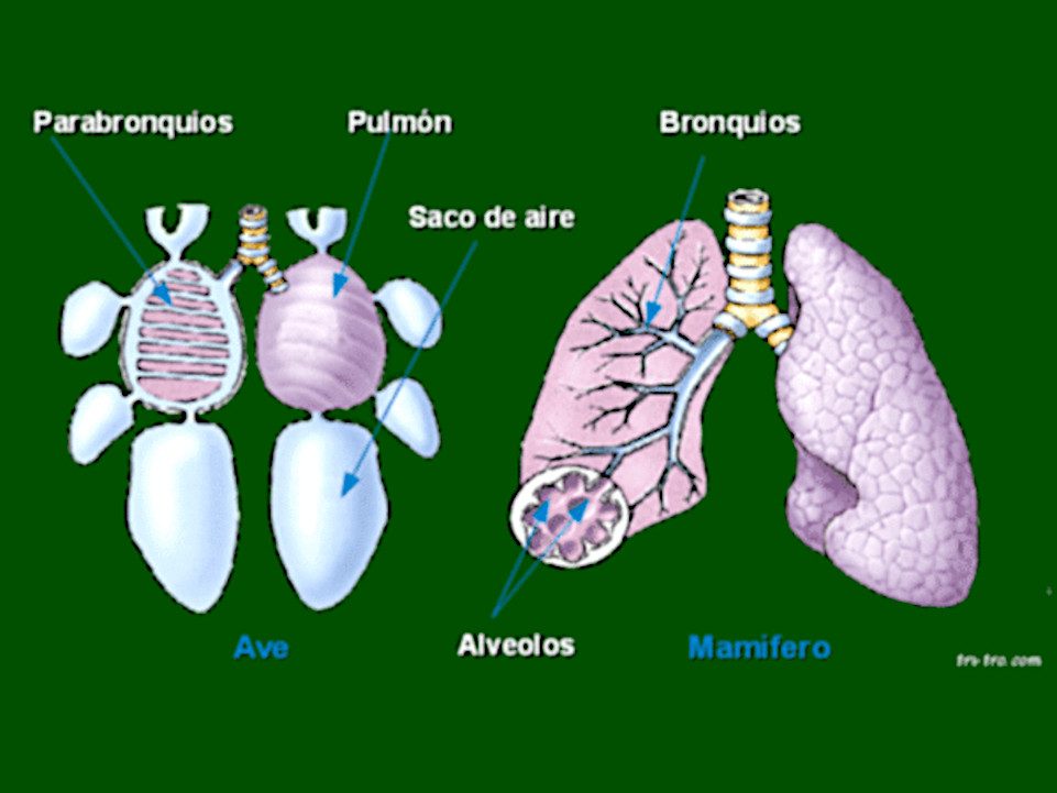 Pulmones de las aves y mamíferos.