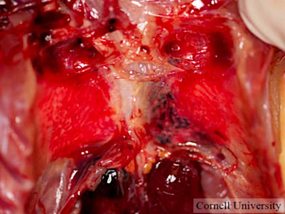 Pulmones gallina. Cornell University