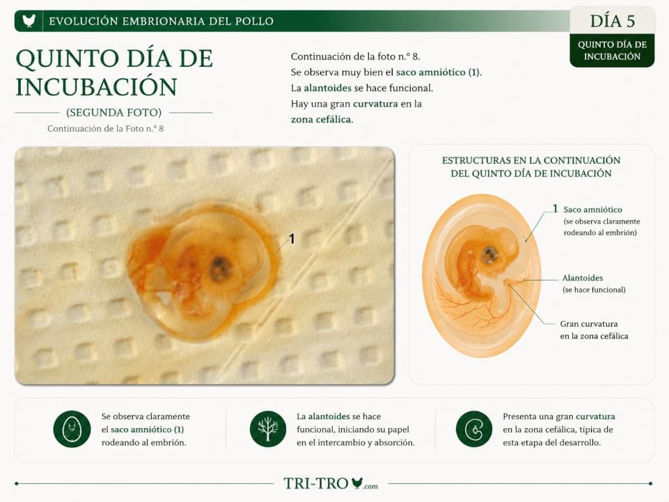 Quinto día de incubación 1