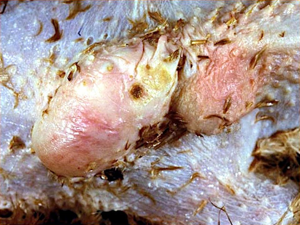 Vesículas pectorales en el tejido subcutáneo de la quilla.