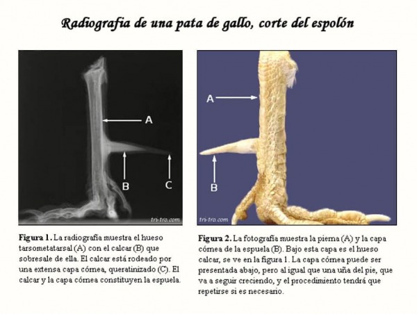 Radiografia de una pata de gallo, corte del espolón