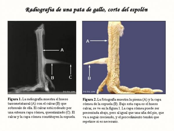 Radiografia de una pata de gallo, corte del espolón