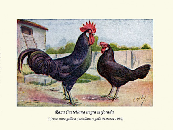 Raza Castellana negra mejorada, cruce entre gallina Castellana negra y gallo Menorca 1930