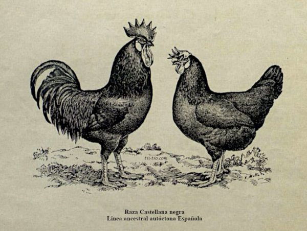 Gallo y gallina castellana negra, dibujo Federico Mellado 1931