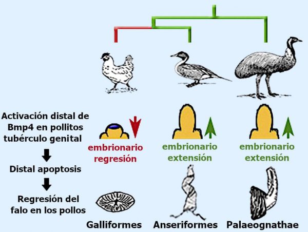 Regresión del falo en galliformes