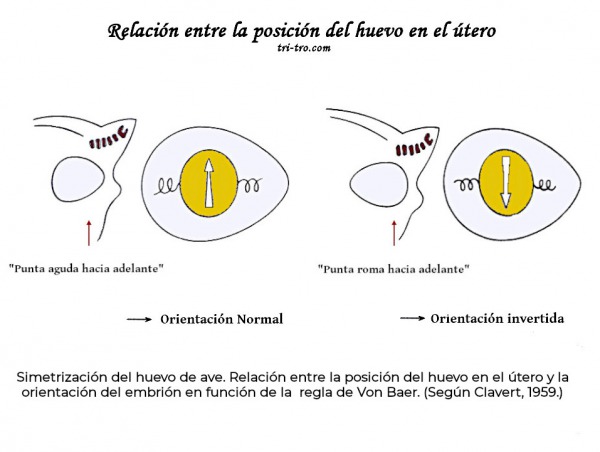 Relación entre la posición del huevo en el útero