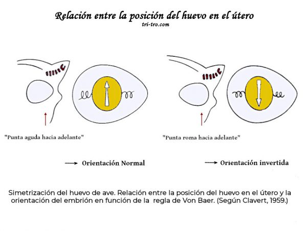 Relación entre la posición del huevo en el útero