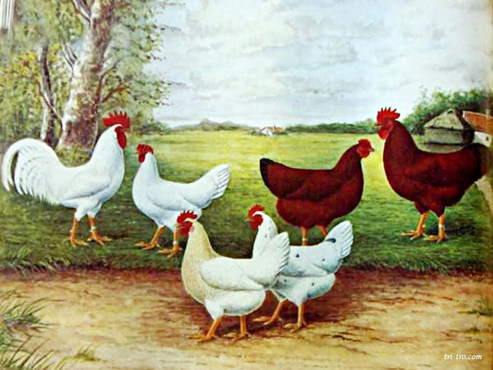 Rhode Island Red y White Leghorn, pollos híbridos resultantes del cruce