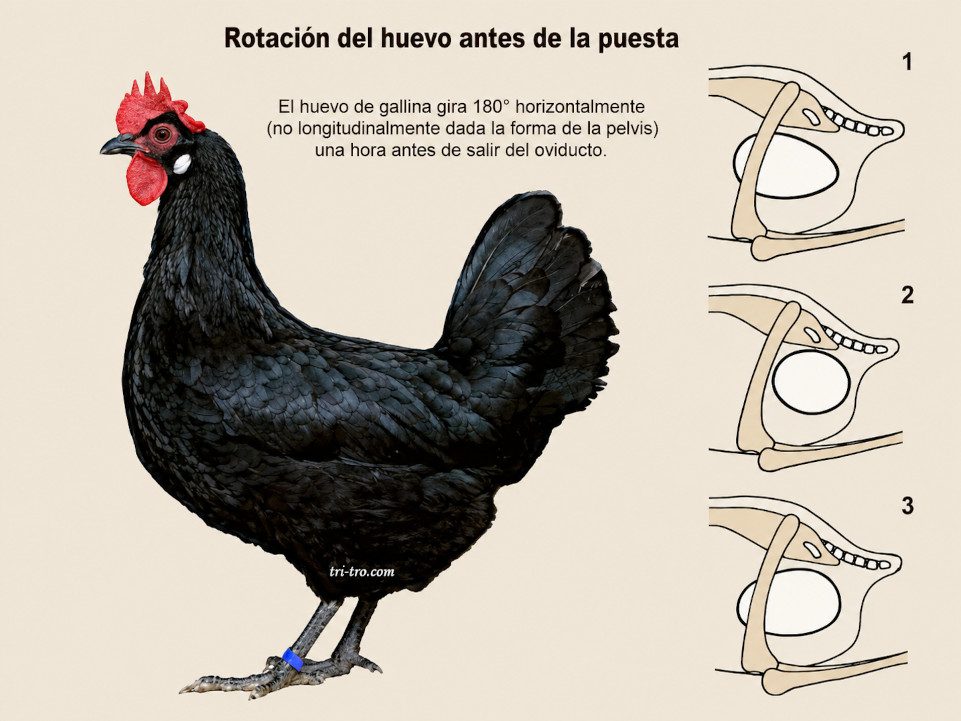 Rotación del huevo antes de la puesta