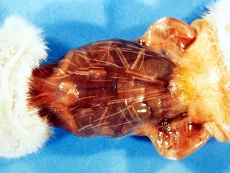 Sarcocystis en forma de cigarrillo, en un gato