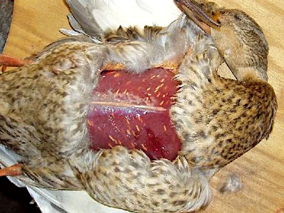 Sarcosporidiasis.