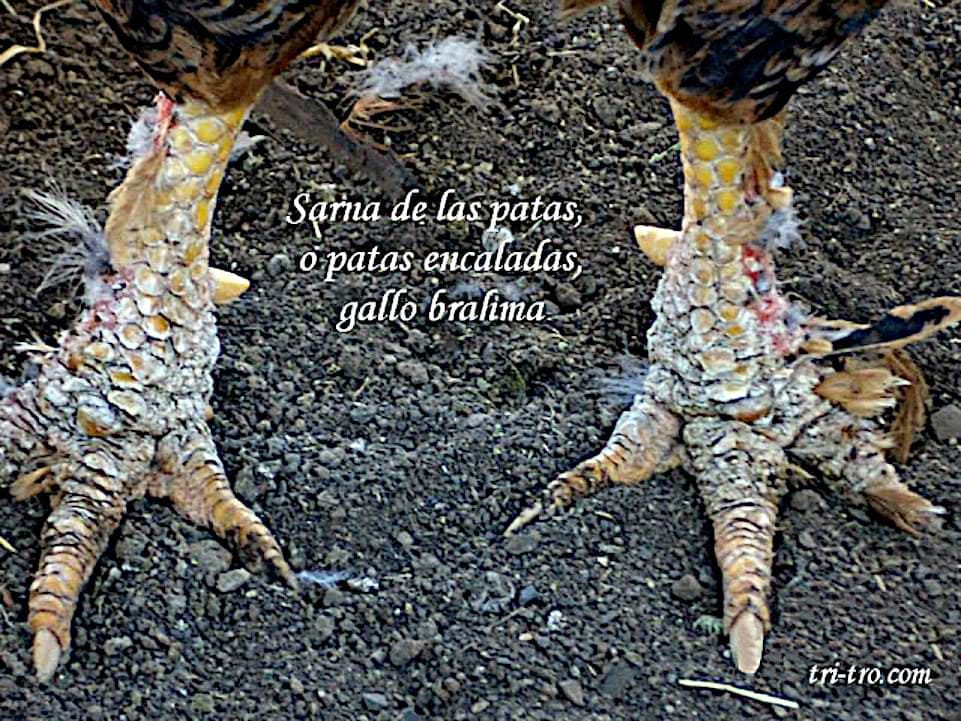 Sarna de las patas o patas encaladas.