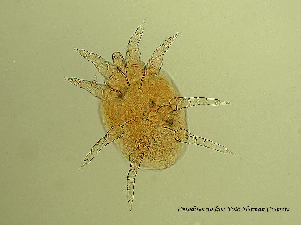 Sarna sacos aéreos.