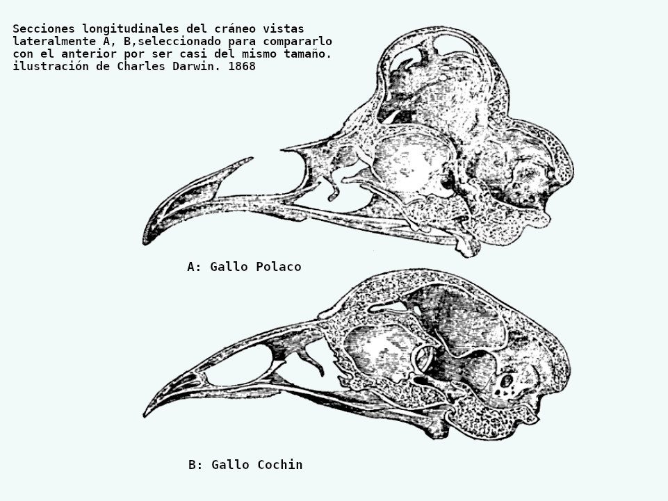 Secciones longitudinales del cráneo vistas lateralmente. A. Gallo polaco. B. Gallo
