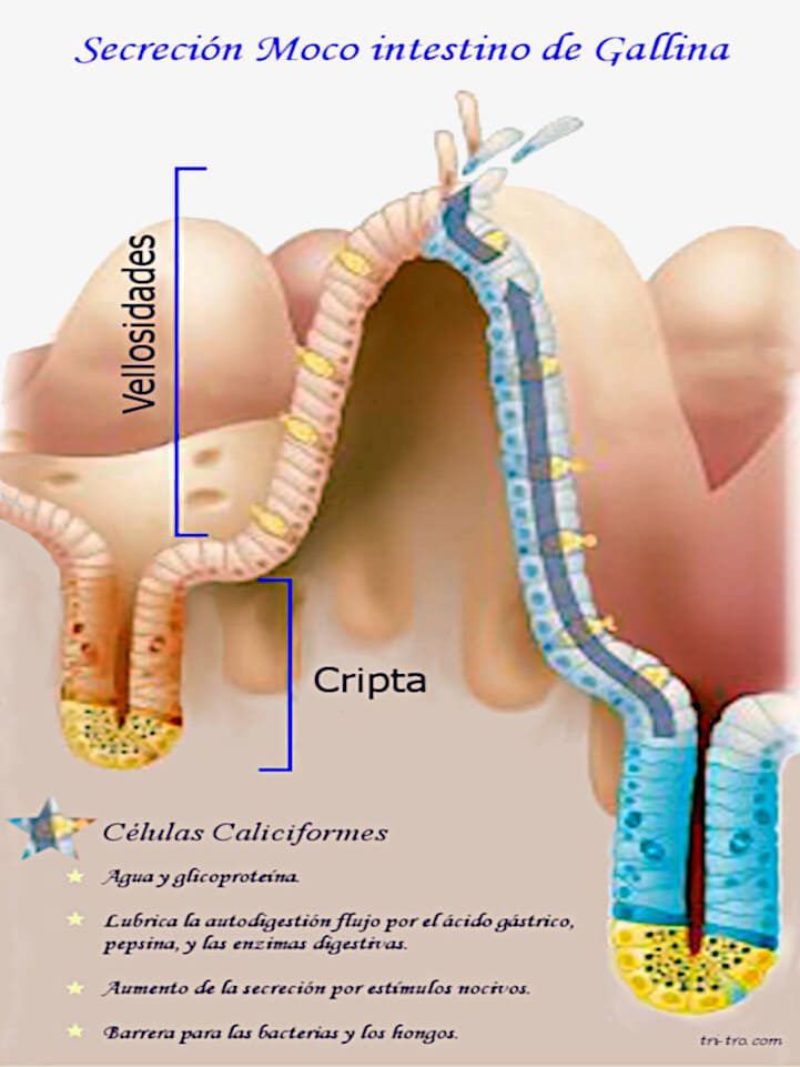 Secreción Moco intestino de Gallina