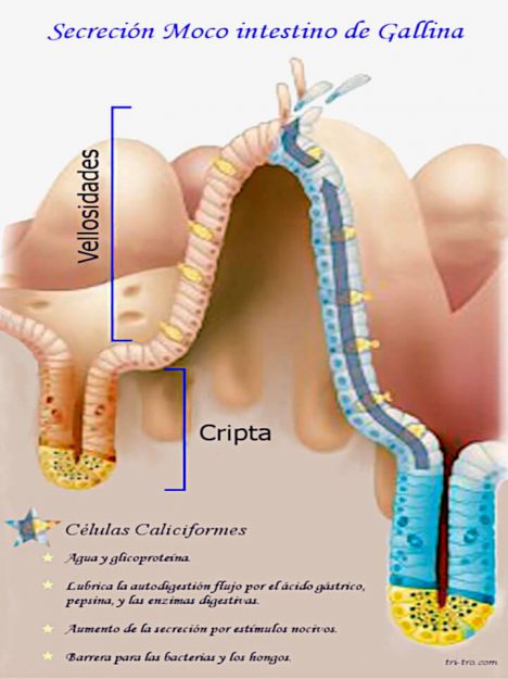 Secreción Moco intestino de Gallina