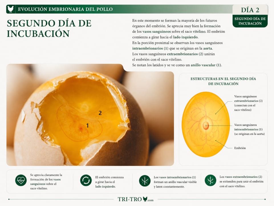 Segundo día de incubación.