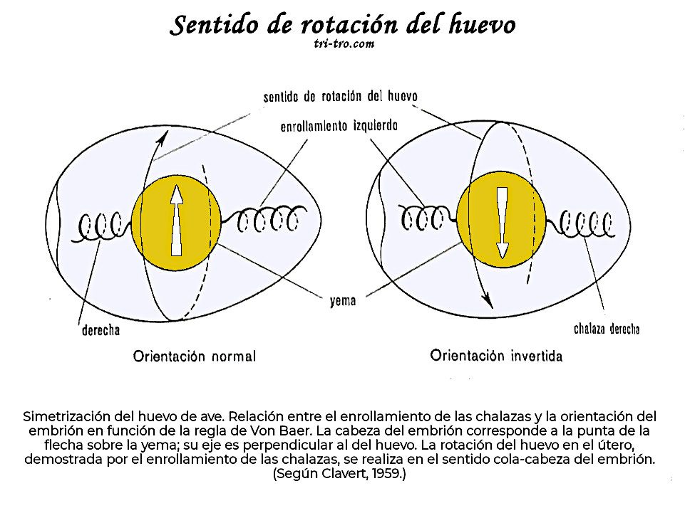 Sentido de rotación del huevo de ave