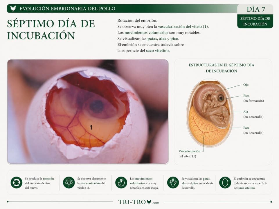 Séptimo día de incubación