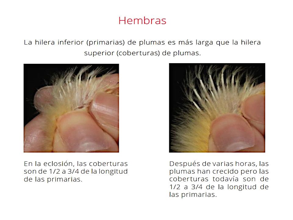 Sexaje por pluma hembras