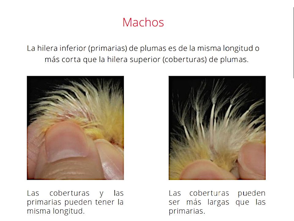 Sexaje por pluma machos