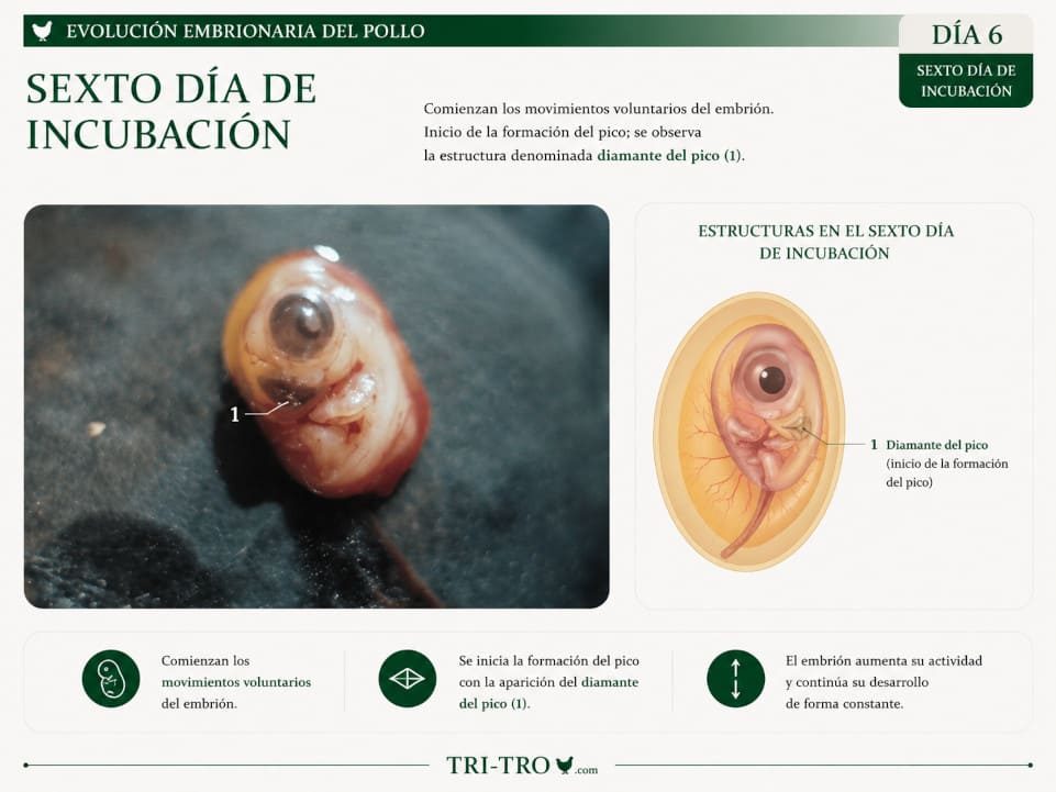 Sexto día de incubación.