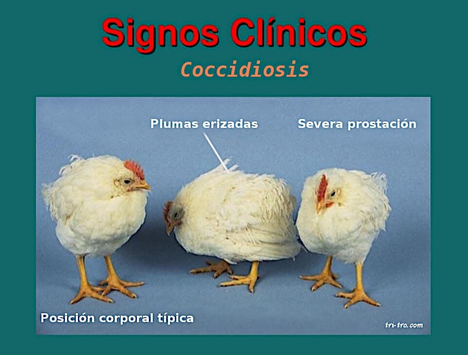 Signos clinicos Coccidiosis