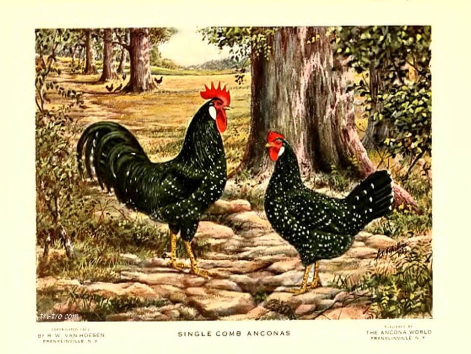 Single Comb Anconas, Van Hoesen, 1873