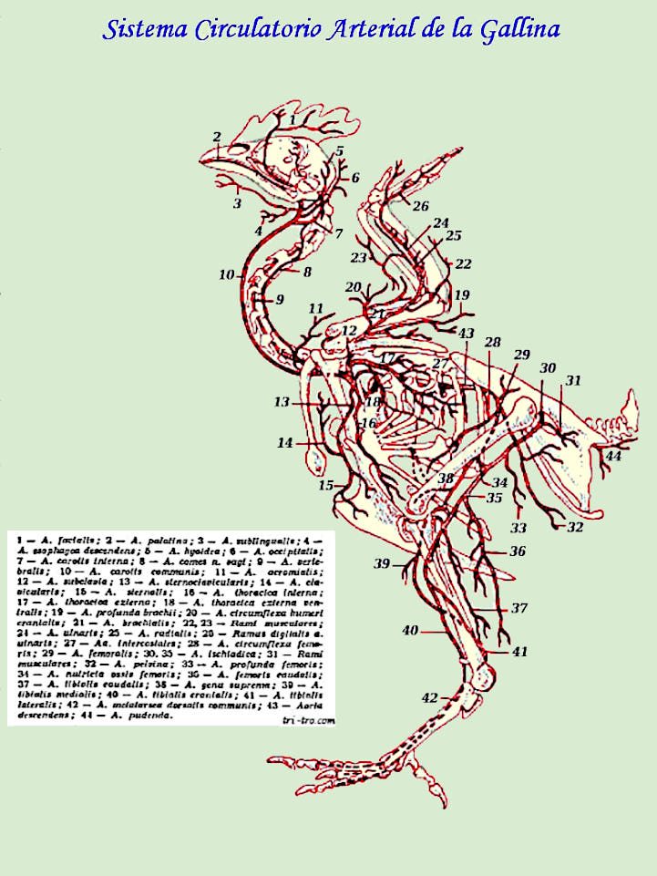 Sistema Circulatorio Arterial de la Gallina o Gallo.