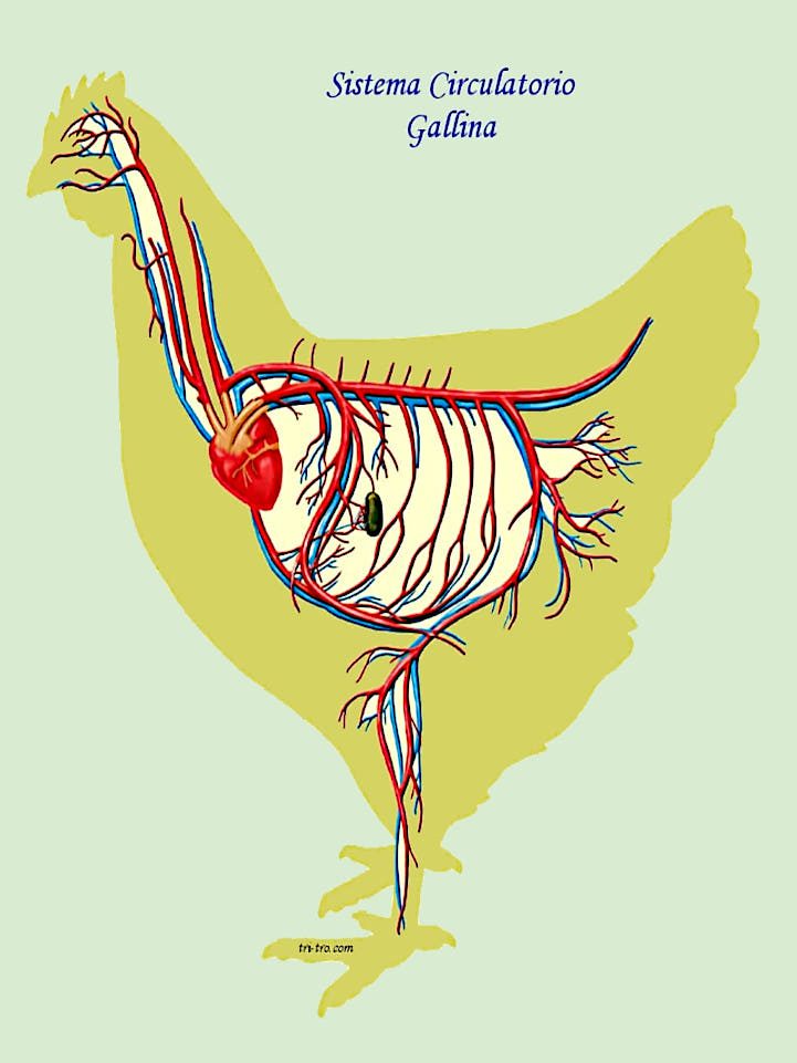 Sistema Circulatorio de la Gallina o Gallo.