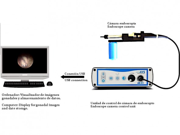 Sistema endoscopio de nuevo diseño