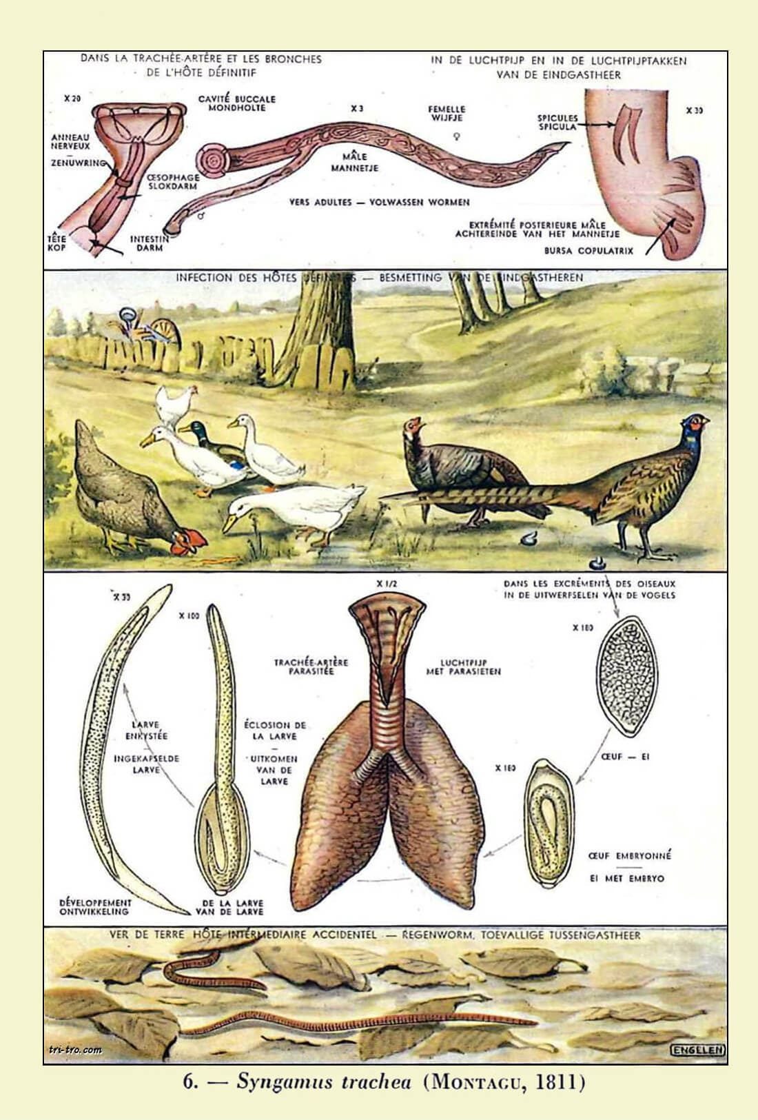 Syngamus Trachea, Montagu, 1811
