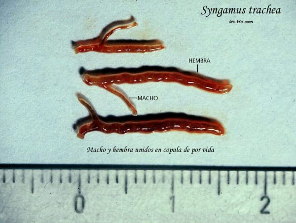 Syngamus trachea, Macho y hembra en cópula de por vida.