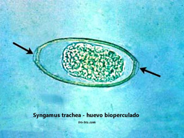 Syngamus trachea - huevo bioperculado