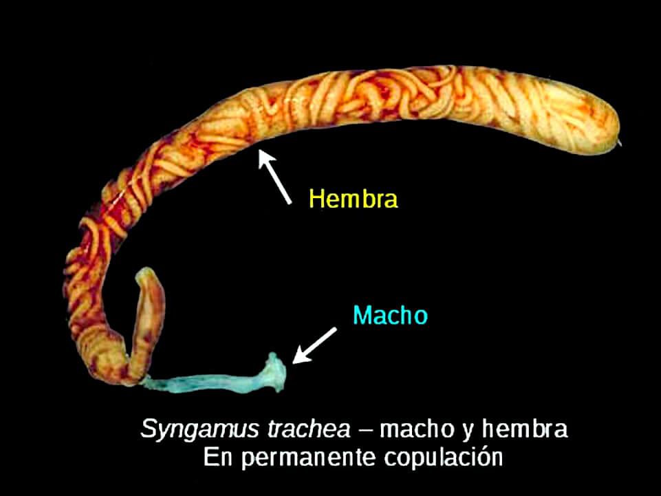 Syngamus trachea, macho y hembra