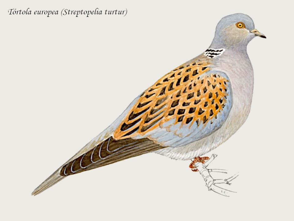 Tórtola europea (Streptopelia turtur)