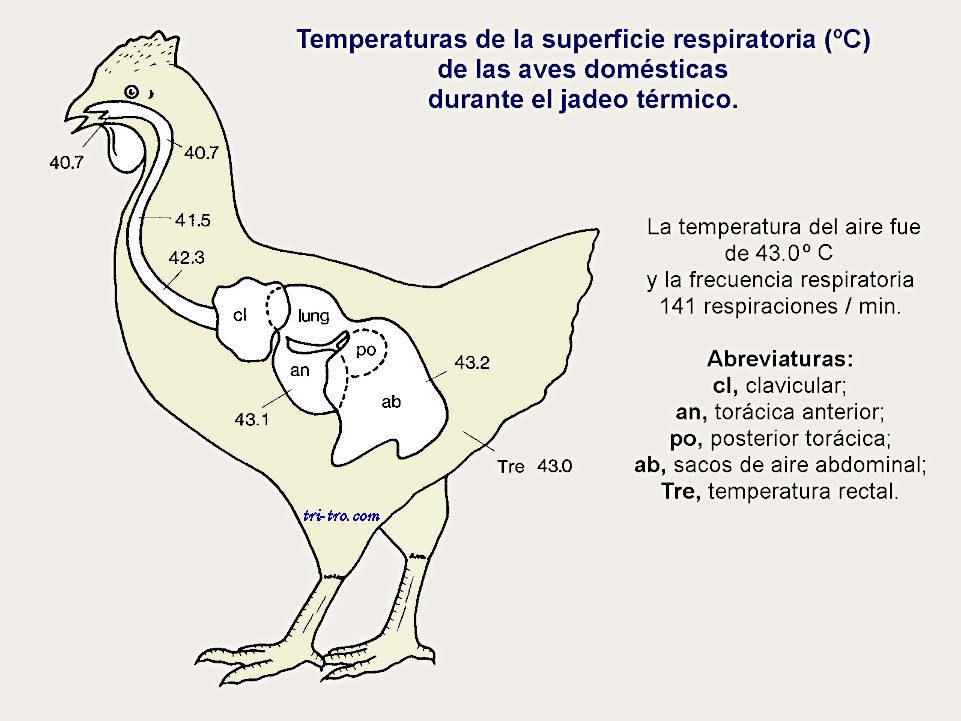 Temperatura de la superficie respiratoria de las aves domesticas jadeo térmico.