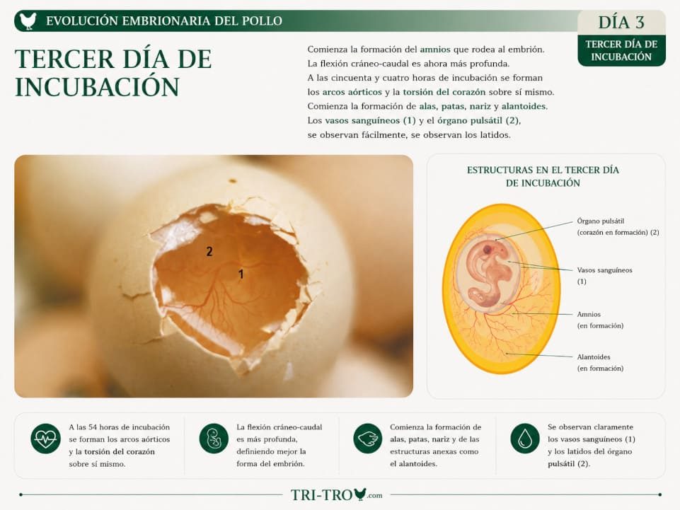 Tercer día de incubación.