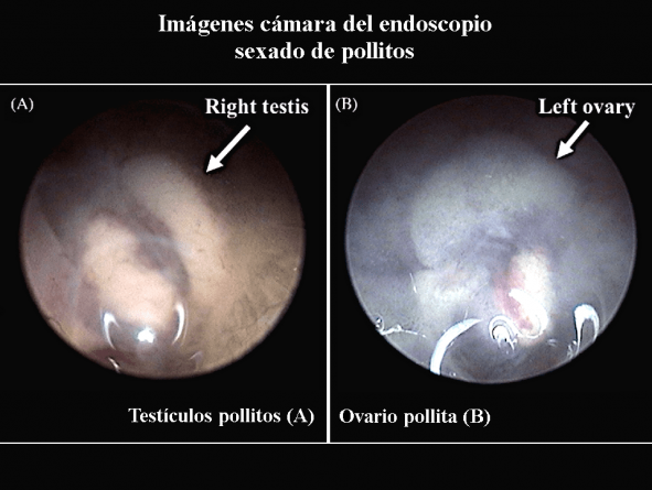 Imágenes cámara del endoscopio sexado pollitos