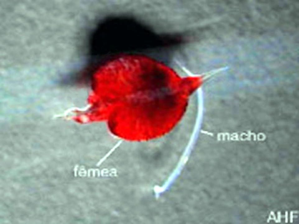 Tetramerosis.