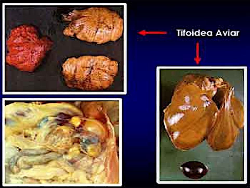 Tifoidea Aviar