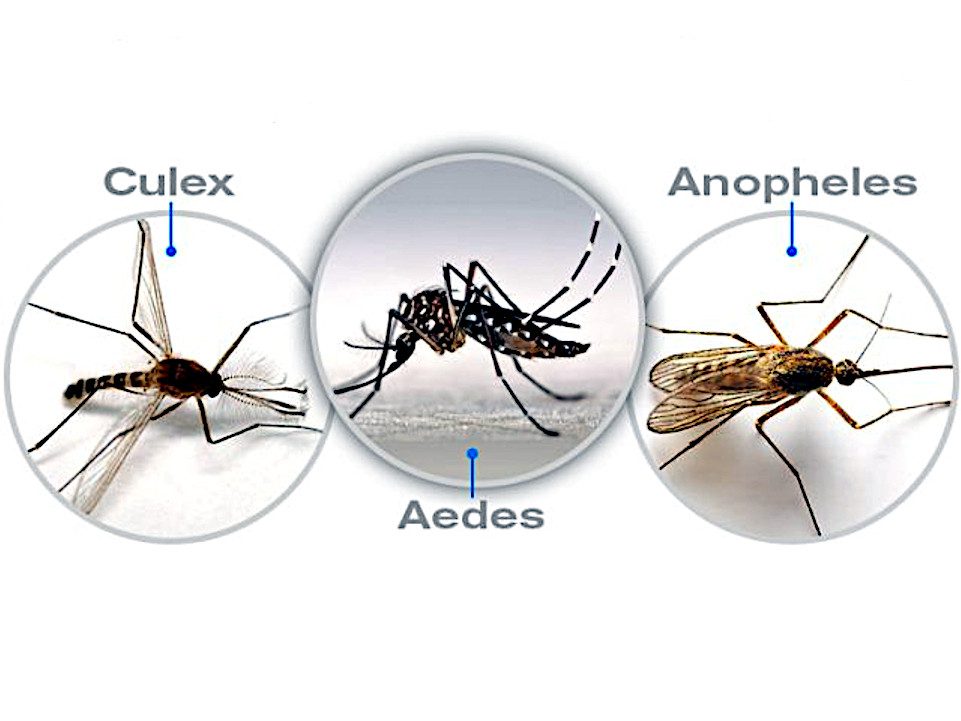 Tipos o variedades de mosquitos
