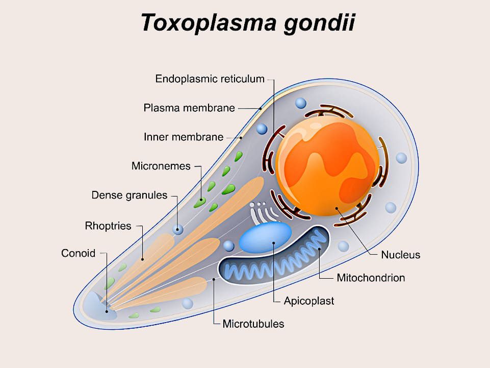 Toxoplasma gondii estructura