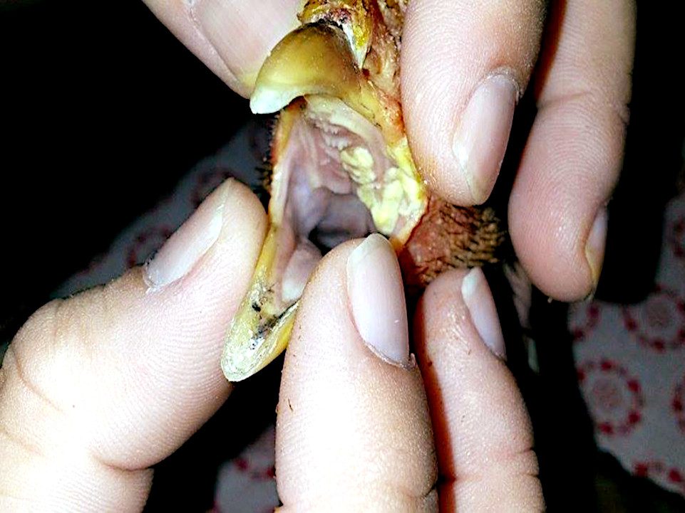 Tricomaniosis en gallo, parte superior pico.