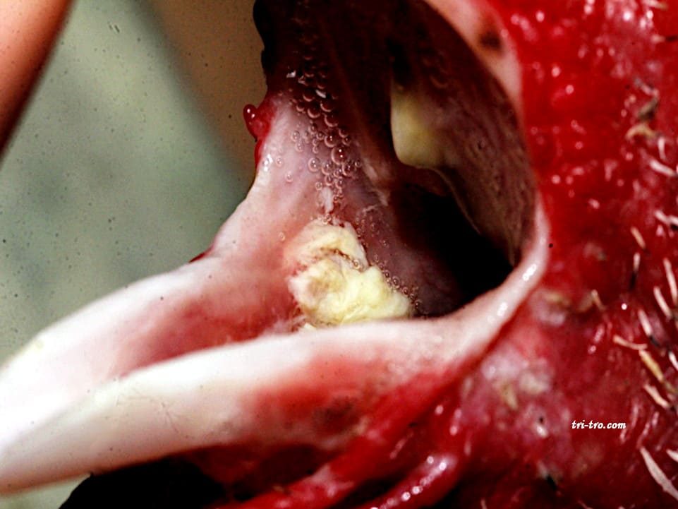 Tricomaniosis en gallo