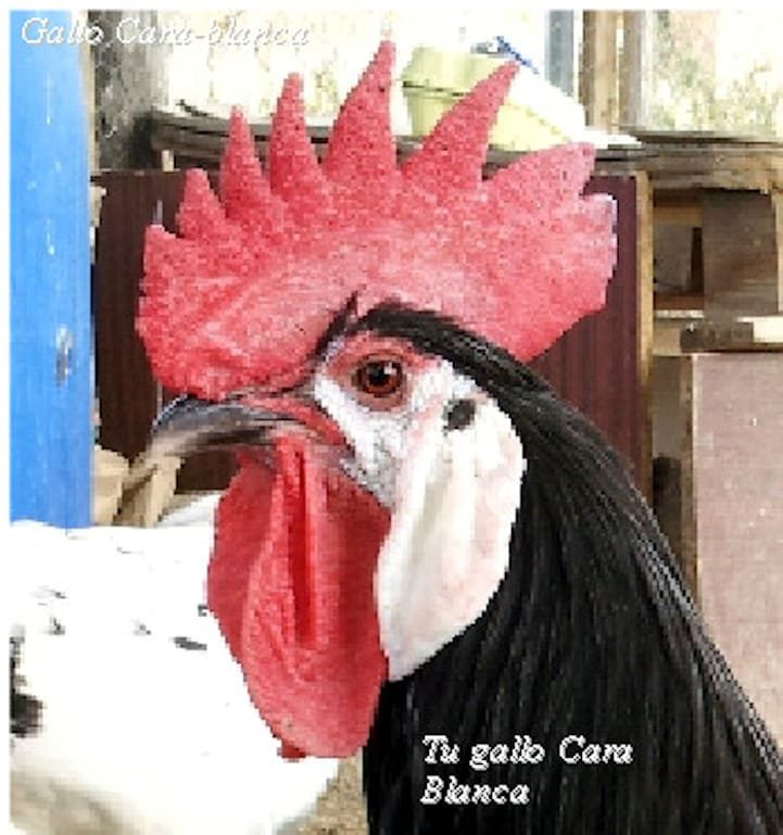 Tu gallo Cara blanca