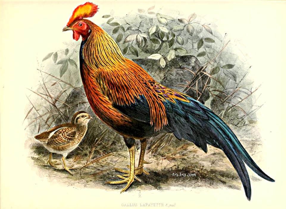 Lámina Gallus Lafayetii, cría, William Vincent, 1841-1918