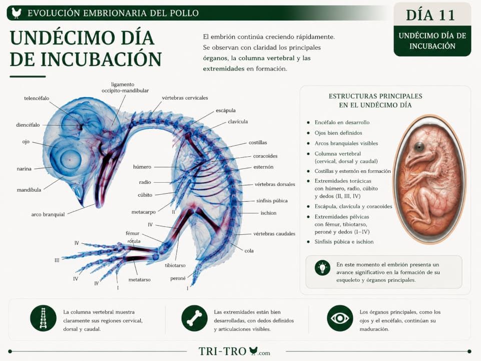 Undécimo día de incubación 1