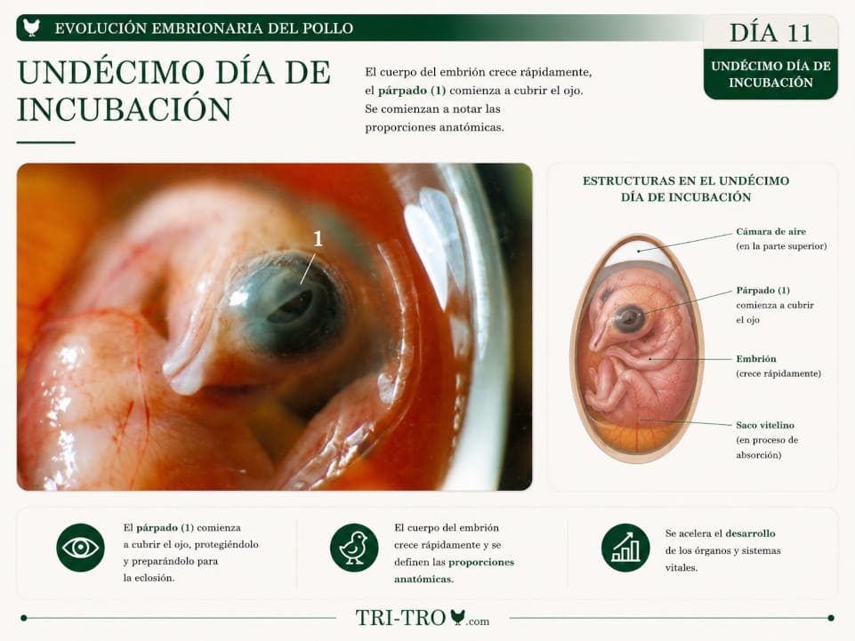 Undécimo día de incubación.