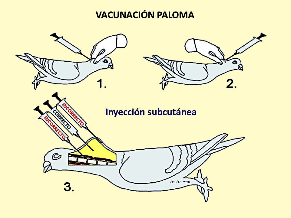 Vacunación Paloma, inyección subcutánea